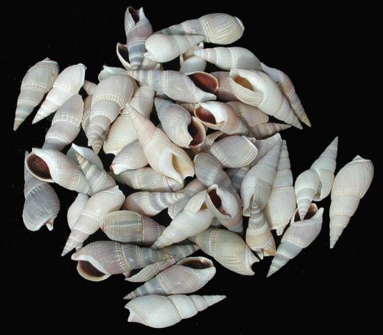 Bullia Tranquebarica/Belangeri Shells measuring 1" or less Sold by the 1/4 pound