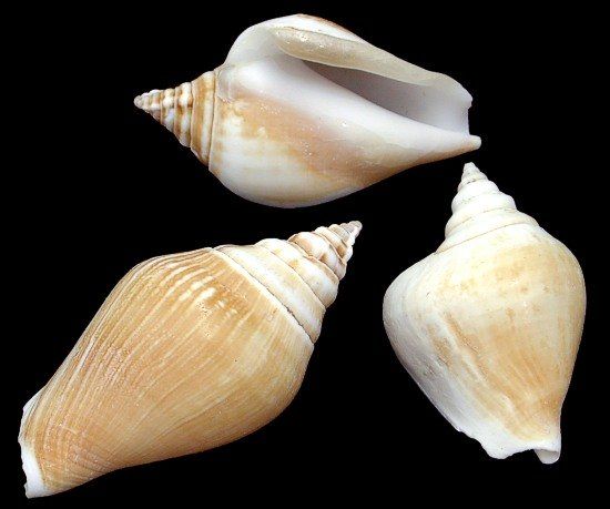 Canarium Shells measuring 2 to 2 1/2" Sold by the 1/4 pound