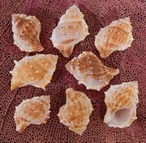 Bursa Rana Shells measuring 2 to 3" Sold Each
