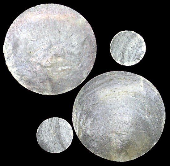 Capiz Shell Rounds No Holes measuring approximately 1 1/2"  Sold Each