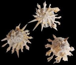 Carrier Shell measuring approximately 4" Sold Each