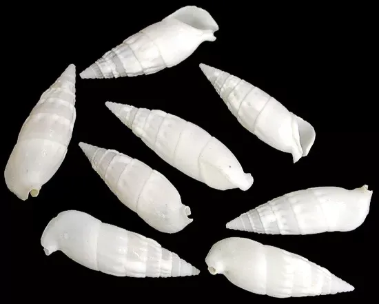 White cerithium Shells measruring 1 1/2  to 2" sold by the 1/4 pounds