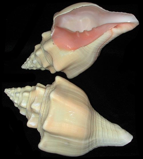 West Indian Chank Shell measuring 5 to 6" Sold Each