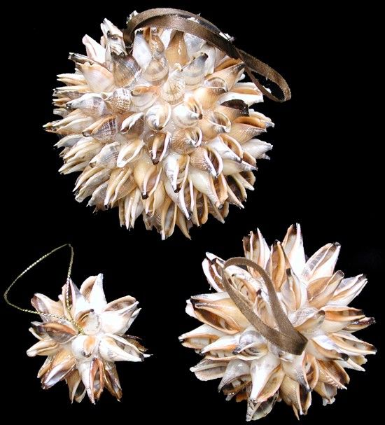Strombus Urceus Hand Crafted Shell Ball Ornament measuring 4" Sold Each