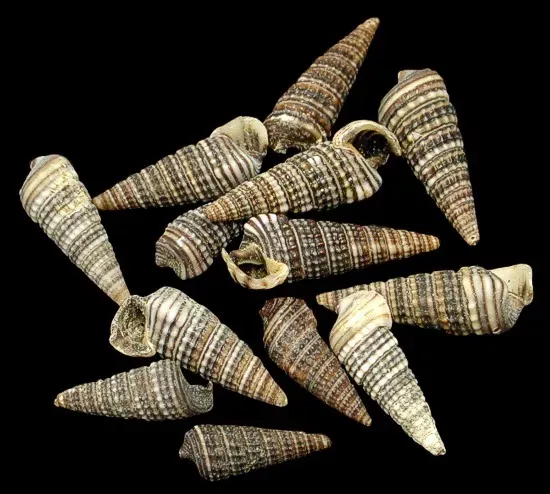 Cerithium Sulcata Shells measuring 1"or less sold by the 1/4 pounds