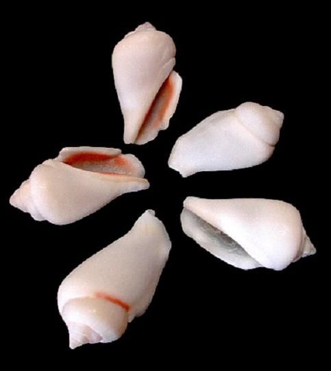 White Chullas measuring 1 3/4 to 2 1/4" Sold by the 1/4 pound