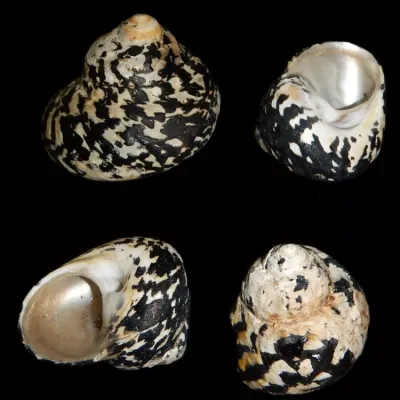 Magpie 3" Shell Sold Each
