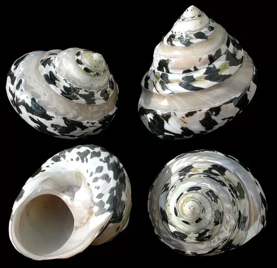 Pearl Banded Arapica Shells measuring 2 to 3" Sold Each