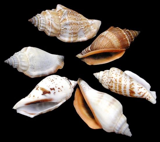 Brown Chullas Shells measuring  1 to 1 3/4" Sold by the 1/4 pound