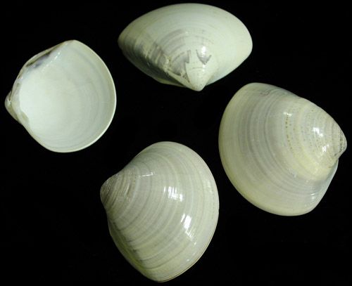 Baby Quahog Half Clam Shells measuring 1 1/2 to 2.5" Sold by the 1/4 pound