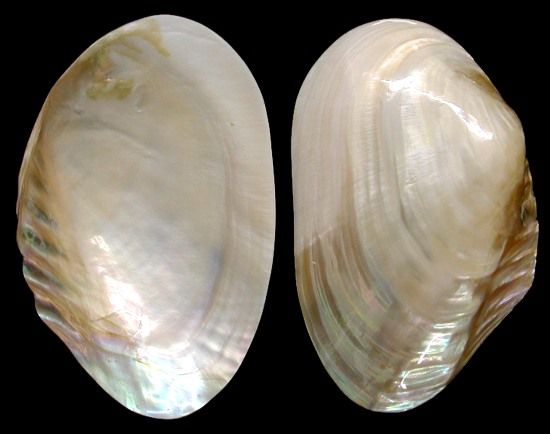 Cebu clam Singles (half clam shell) measuring 7 to 8" Sold Each