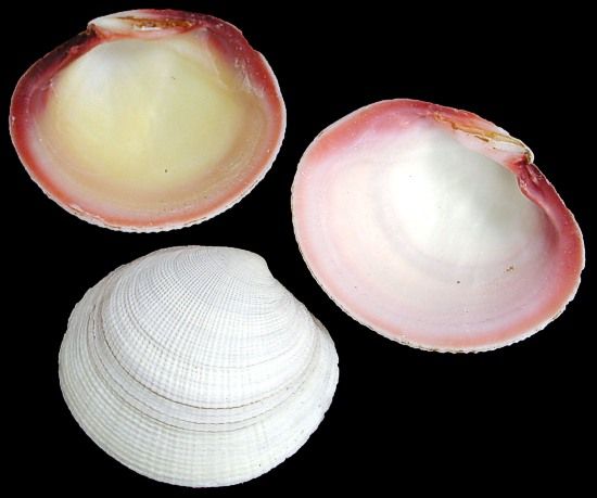 Tiger Clam Half Shells measuring 3 to 4" Sold by the 1/4 pound