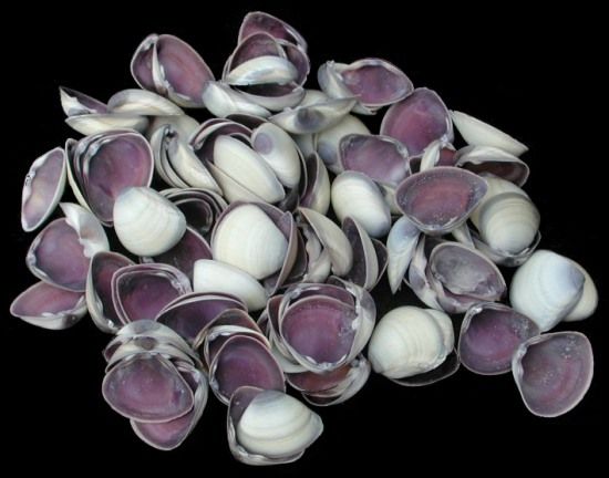 Baby purple cay cay shell singles 1" or less sold by the 1/4 pound