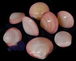Tiger Clams highly polished Shell Pairs measuring 3 to 4" Sold Each