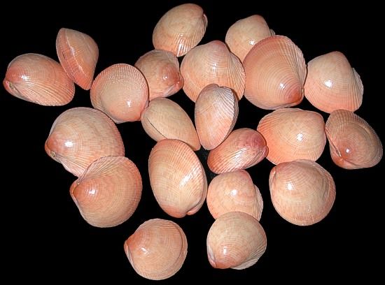 Baby Pink Clam Pairs measuring 1 to 1.5" Sold Each