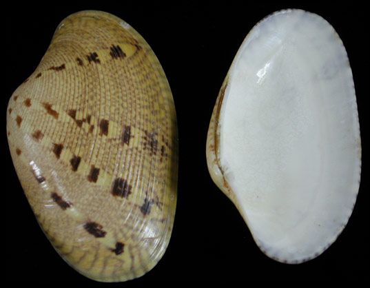 Venus Clams Shell Pairs measuring 2 1/2 to 3.5" Sold Each