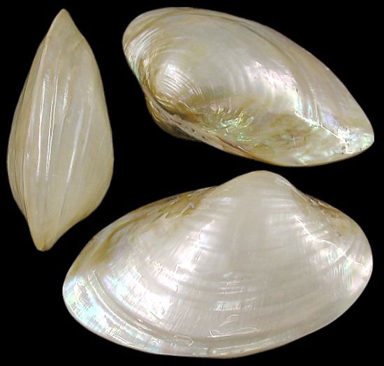 Polished Silver Clam Shell Pair measuring 3 to 3 3/4" Sold Each