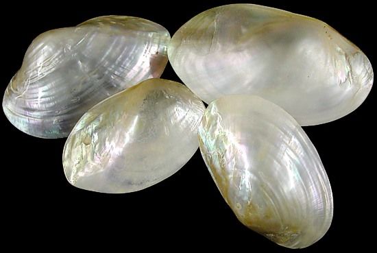 Polished Silver Clam Half Shells measuring 3 to 3 3/4"  Sold Each