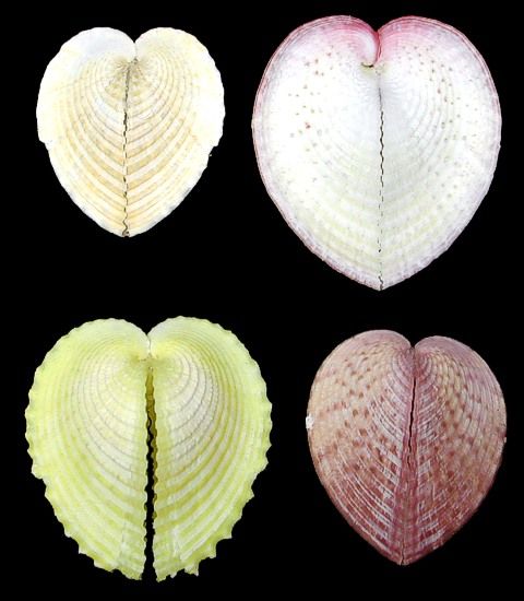 Natural Heart Cockle Shell Pairs measuring 1 to 2"  Sold Each