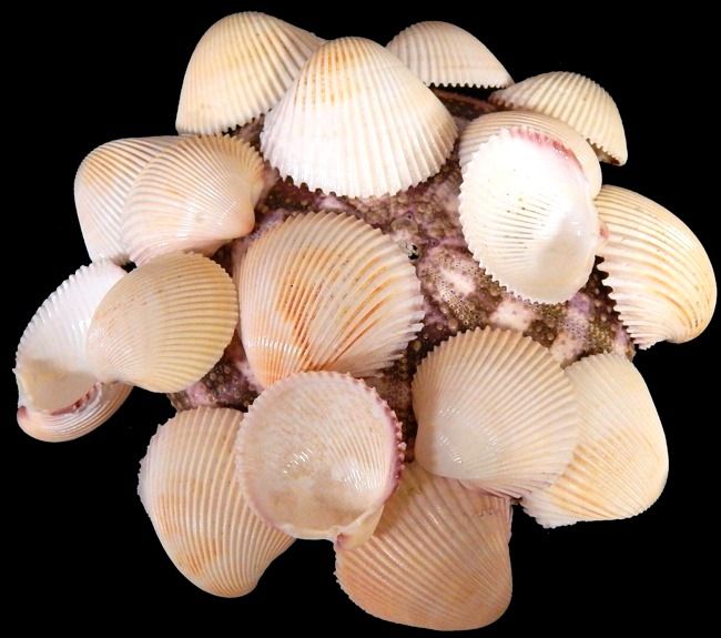 Rose Cockle Half Shells  measuring  1.5" or less Sold by the 1/4 pound