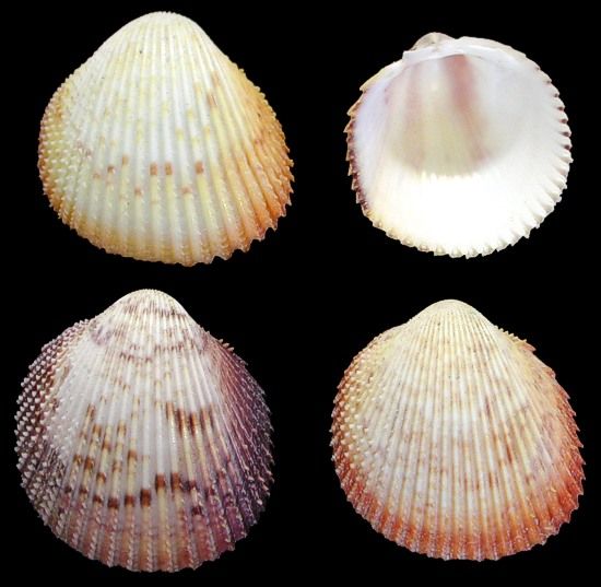 Haitian Rose Cockle Half Shells measuring 1/2 to 2 1/4" Sold by the 1/4 pound