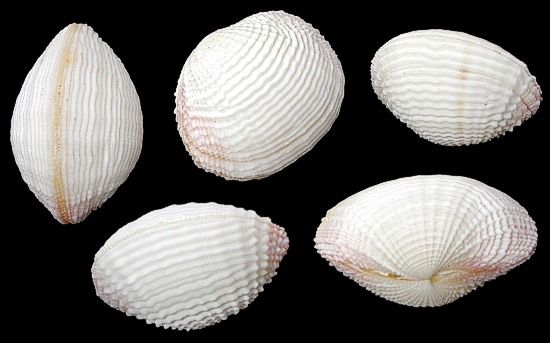 American Cockle Shell Pairs measuring 1 1/2 to 2" Sold Each