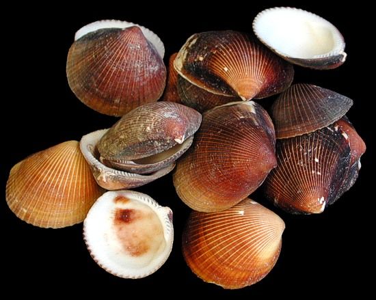 Brown Cockle  Half Shells measuring 1 1/2" or less Sold by the 1/4 pound