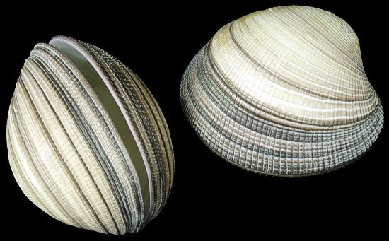 Natural Heavy Cockle Shell Pairs measuring 3 1/2 to 5" Sold Each