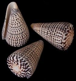 Leopardus Cone Shells 4" Sold Each
