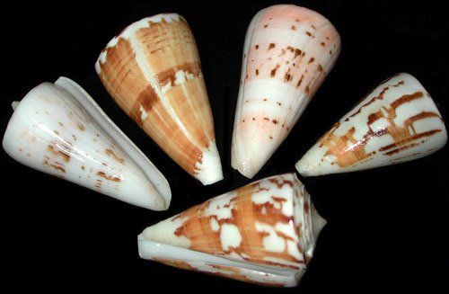 Generalis Cone Shells measuring  1 1/2 to 2" Sold Each