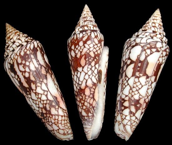 Milneedwardsi Cone shells  "Glory of India" measuring 4 3/4 to 5" Sold Each