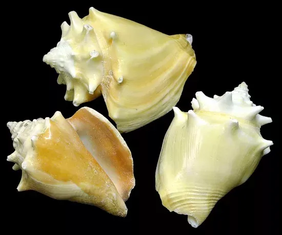 Haitian Fighting Conch measuring 2 1/2 to 3"  Sold by the 1/4 pound