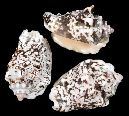 Silver Lip Conch Shells measuring 2 to 3 1/4" Sold by the 1/4 pound