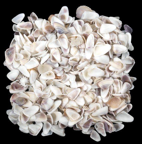 Blue/White Coquina shells measuring under 1/2" Sold by the 1/4 pound