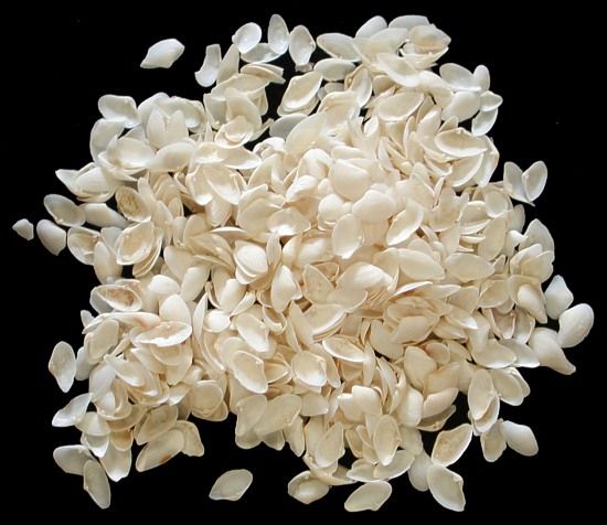 White Coquina shells measuring Less Than 1/2"  Sold By The Ounce