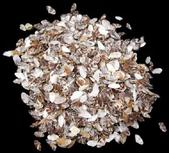 Brown/White Coquina shells measuring under 1/2" Sold by the 1/4 pound