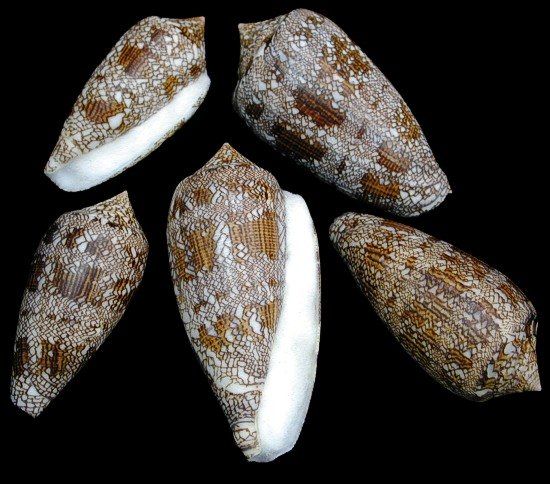 Textile Cone shells measuring  2 to 3" Sold Each