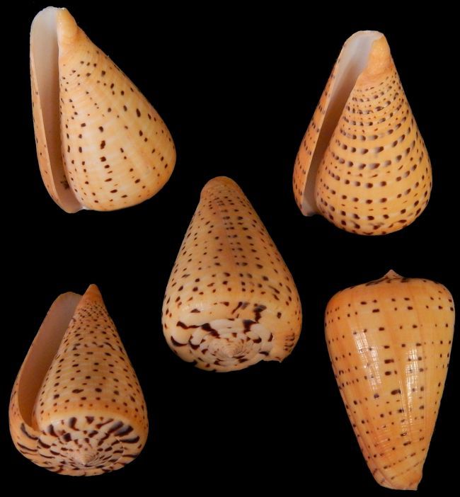 Bitulinus Cone shell measuring 2 to 3" Sold Each