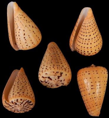Bitulinus Cone shell measuring 2 to 3" Sold Each