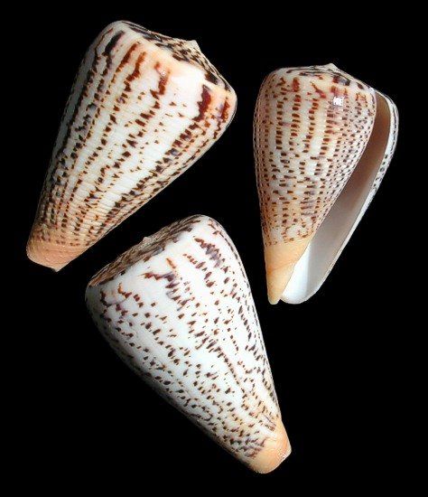 Suratsensis Cone 2 to 3" Shell Sold Each