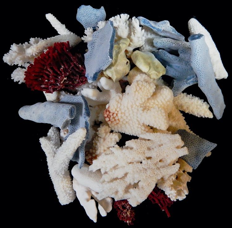 Broken Coral Pieces measuring 1/2 to 4"  Sold by the 1/4 pound