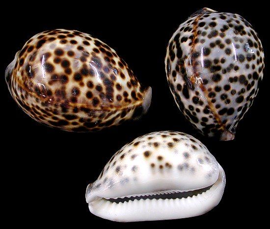 Tiger Cowrie Shells measuring 2 to 3" Sold Each