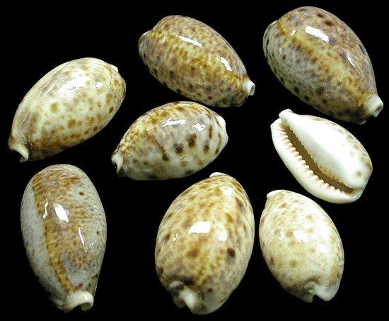 Lynx Cowry Shells measuring 1/2 to 2" Sold Each