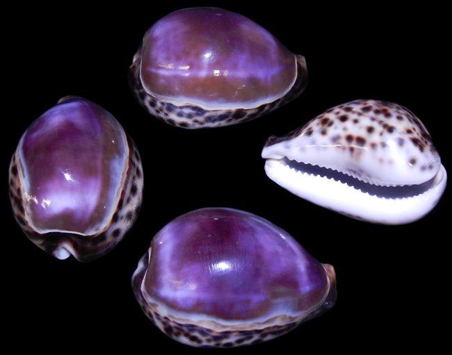 Purple Top Cowry Shells measuring approximately 3" Sold Each