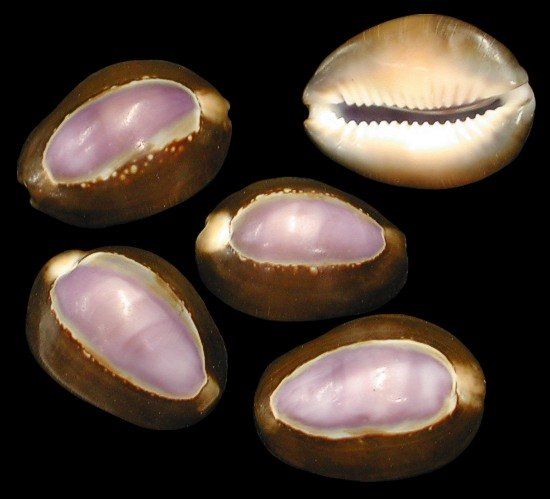 Purple Top Cowrie Shells measuring 3/4 to 1 1/4" Sold Each