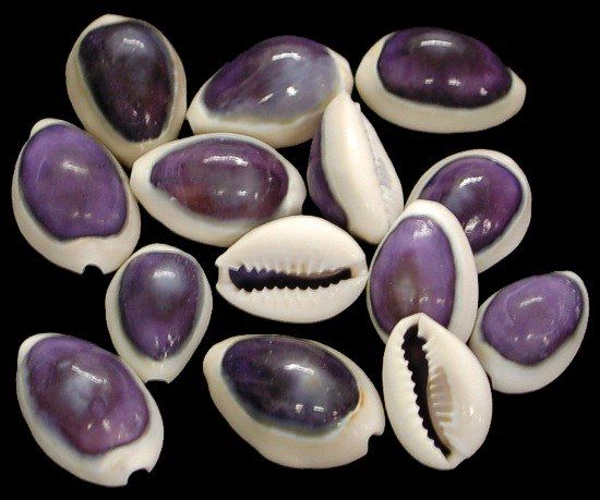 Purple Top Cowrie Shells measuring approximately 1/2" Sold Each