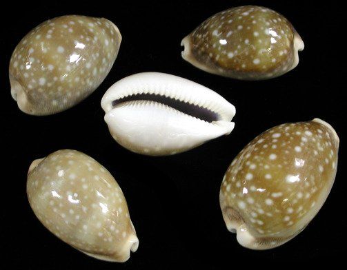Deer Cowrie Shells measuring 1 to 2"  Sold Each