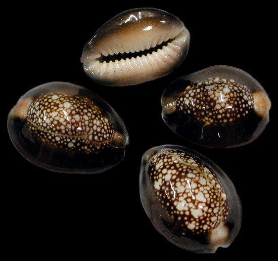 Snake Head Cowrie Shells  measuring 3/4 to 1 1/4"  Sold Each