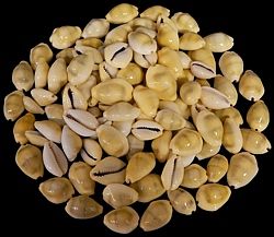 Money Cowry  Shell measuring 1" or less  Sold Each
