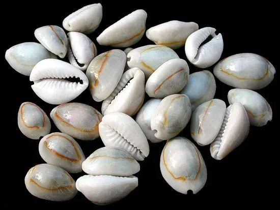 Ring Top Cowry Shells measuring 3/4" or Less Sold Each